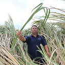 Keep an eye out for new Manchurian wild rice infestations after flooding