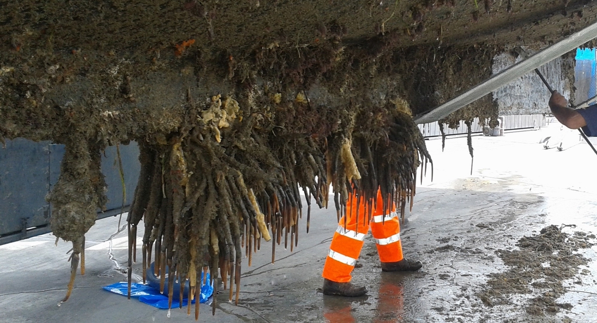 Boat hull infested with fanworm.