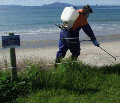 Description: Spraying dune weeds at Waipū Cove. 