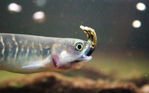 Giant kokopu fish with crayfish in its mouth.