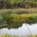 Northlanders urged to celebrate World Wetlands Day