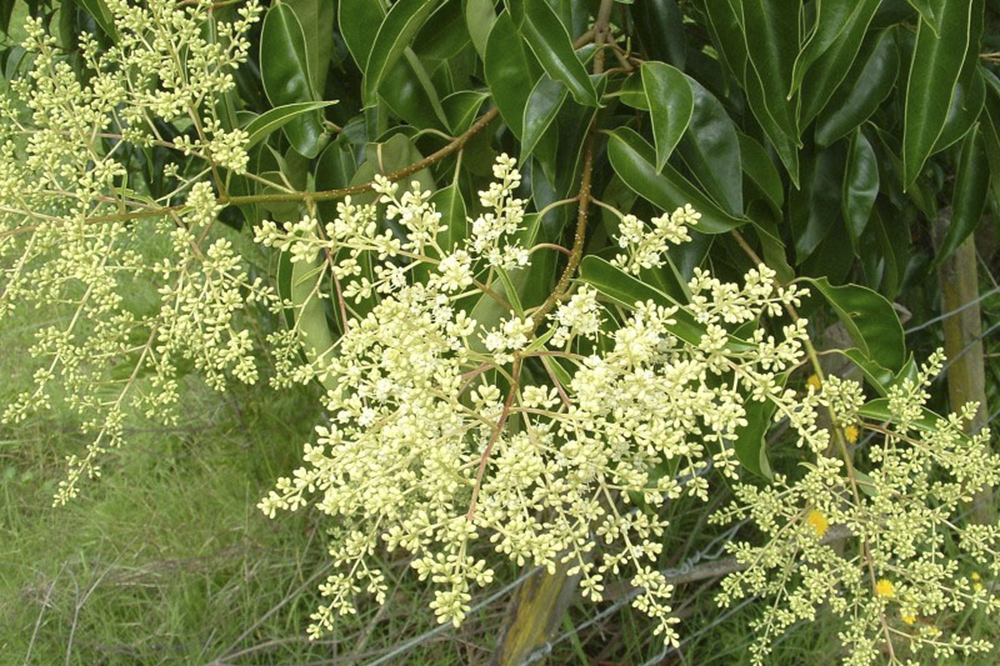 Tree privet in flower.