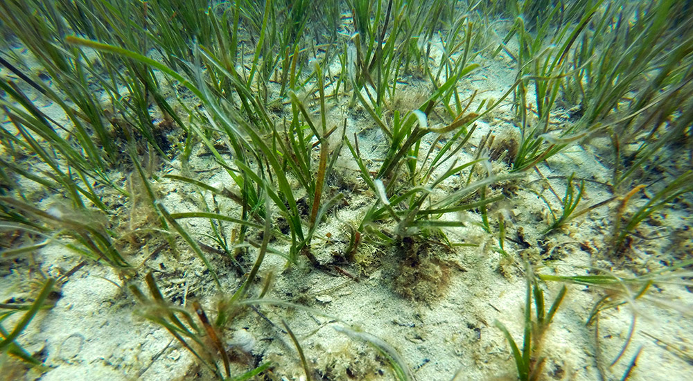 Eel grass and seabed.