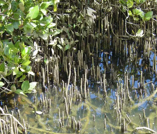 Mangrove breathing roots.