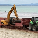 Lack of summer algae hampers scientists’ search for answers