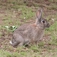 Vertebrate pest - decision support system