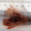 Fanworm found on Mangonui-based boat