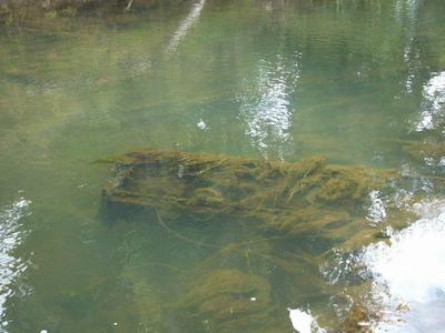 Filamentous algae in the Awanui River.