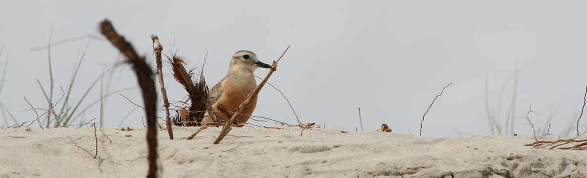 Dotterel on a sand dune.