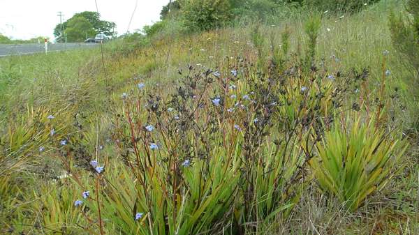 Aristea Photo Credit Carolyn Lewis And Weedbusters 4