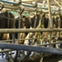 North dairy farms lift collective environmental record