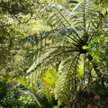 Green dates