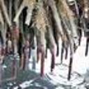 Bay of Islands fanworm find sparks vigilance call