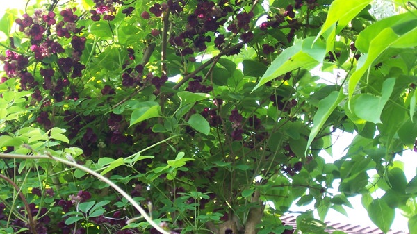 Akebia 03 Photo Credit Leonora  Ellie  Enking April 2009