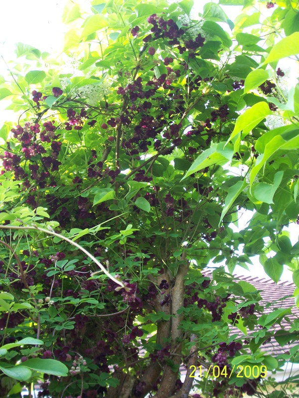 Akebia 03 Photo Credit Leonora  Ellie  Enking April 2009