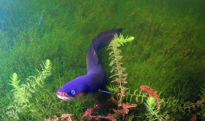 Native eel (© Rohan Wells, NIWA). 