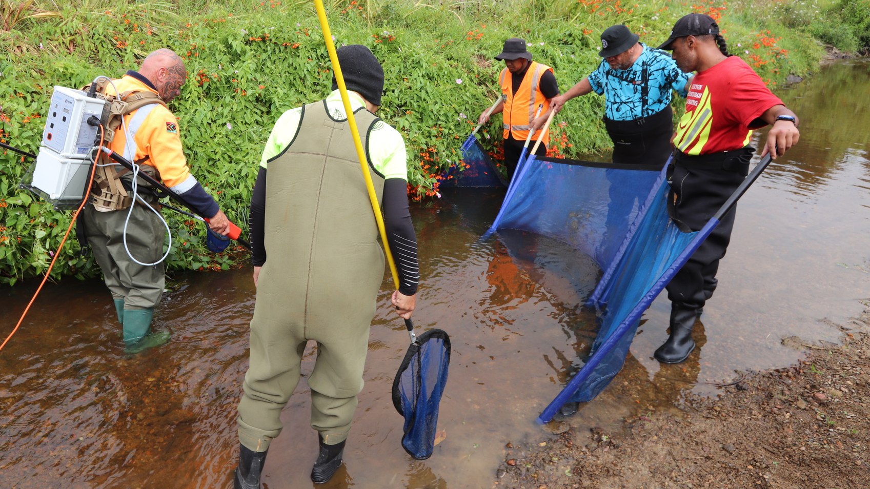 People standing in a stream with nets and electric fishing equipment.