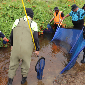Electric fishing monitoring in Otiria Stream
