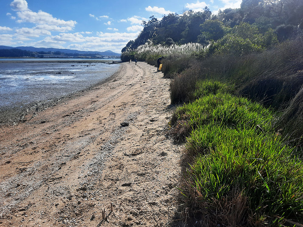 Pah Road, Onerahi litter monitoring site.
