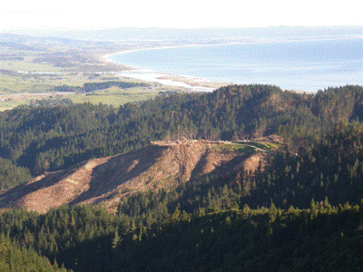 Plantation forest harvesting on the Brynderwyn Range. 