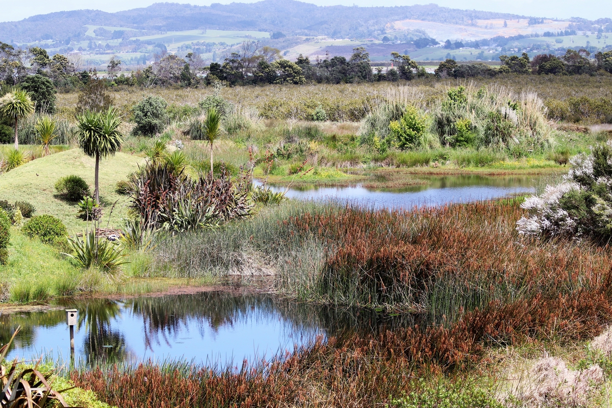 Dragonfly Springs in Onerahi.