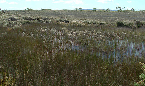 Peat bog.