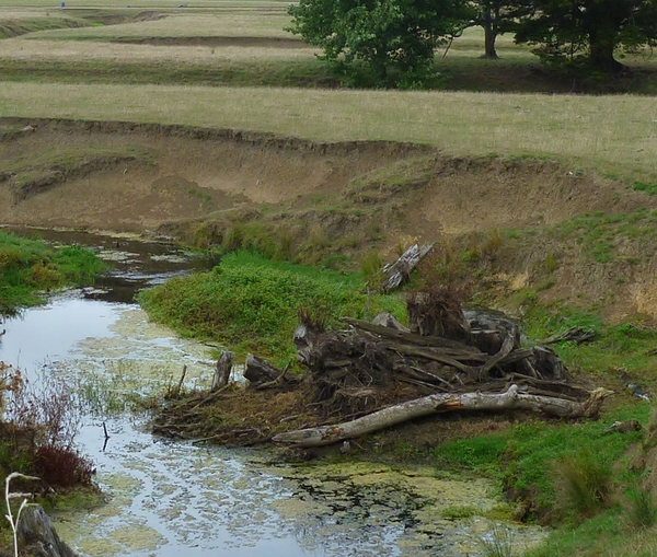 Eroding streambank.