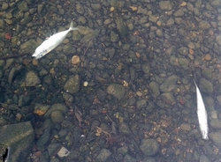 Dead fish in a stream.
