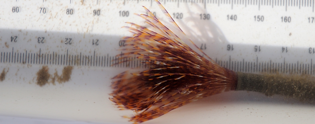 Close-up of Mediterranean fanworm.