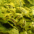 Kākahi – freshwater mussels