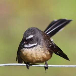 About us - Fantail (200).jpg