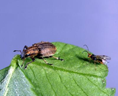 Irish parasitoid wasp.