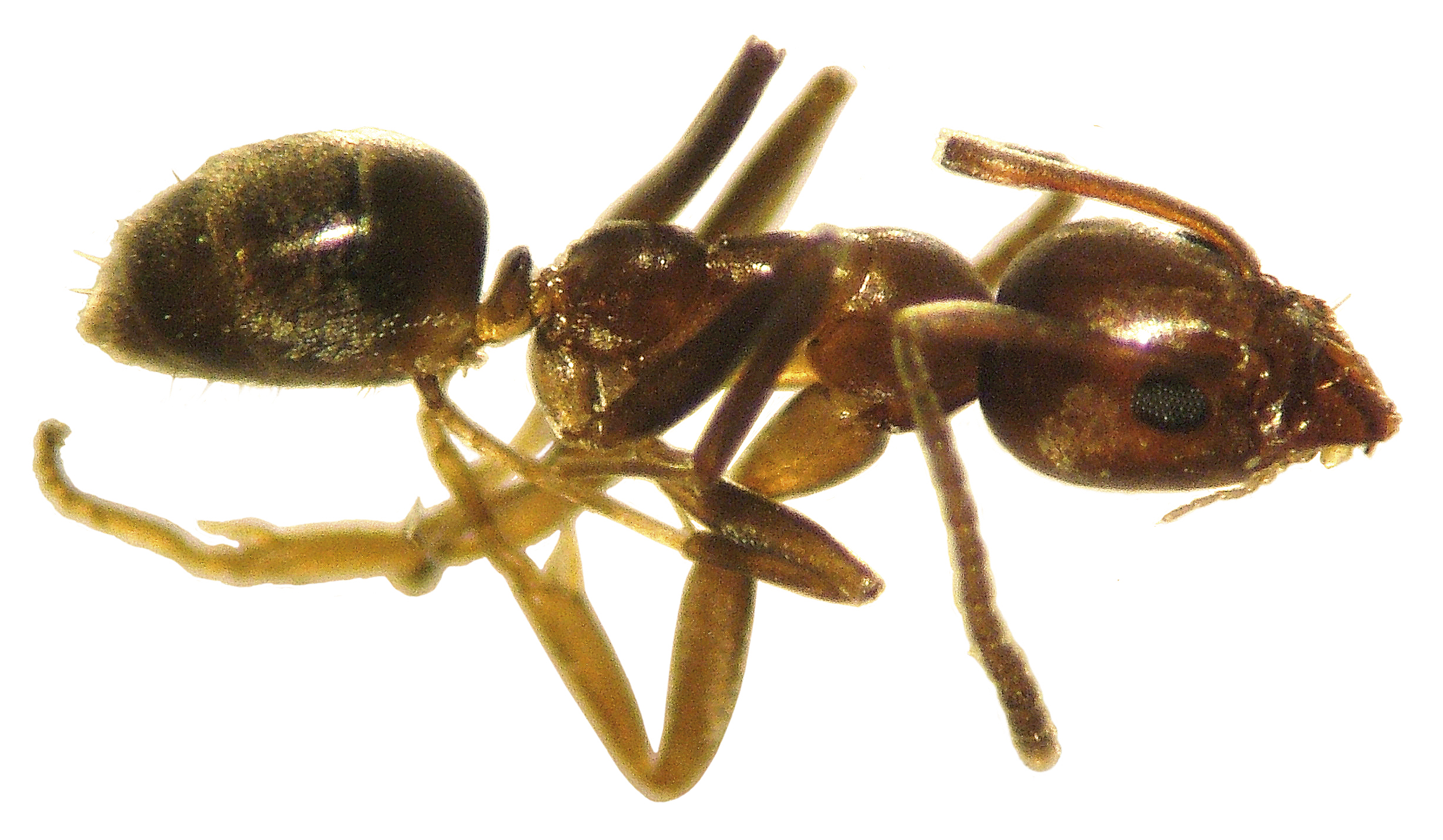 Argentine ant.