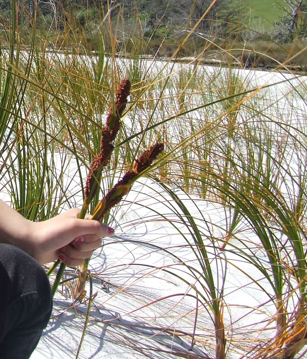 When pīngao seed is ready, the stalks will be green/yellow, and the heads brown.