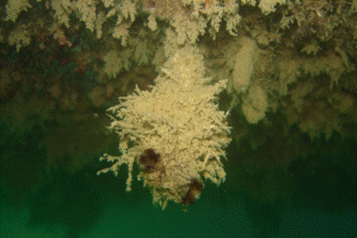 Description: Styela sea squirt (Styela clava) (©: MAF Biosecurity NZ). 