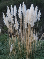 Pampas grass (cortaderia selloana).
