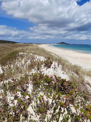 Rose Scented Geranium On Dunes At Karikari Moana  2021 V2 Edit