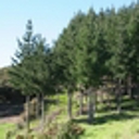 Make the most of Government forestry planting grants; NRC