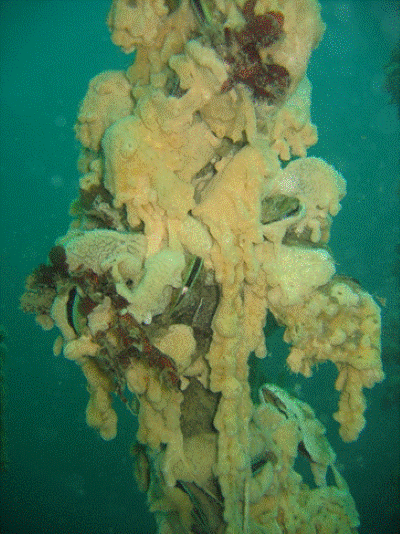 Description: Didemnum sea squirt (Didemnum vexillum) (©: MAF Biosecurity NZ). 