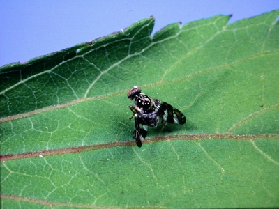 Description: Mexican devil weed gall fly – a biocontrol agent. 