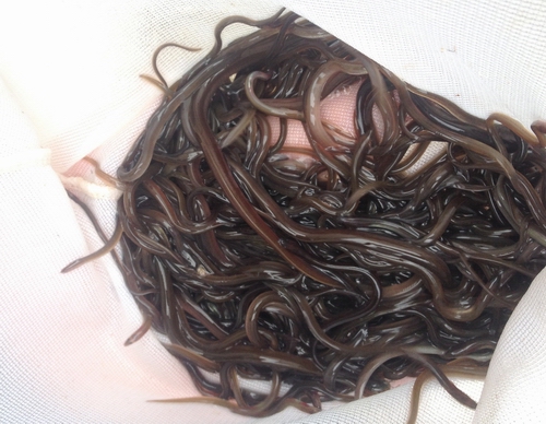 Baby eels.