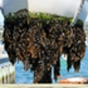 Invasive kelp in Rangaunu and Houhora Harbours