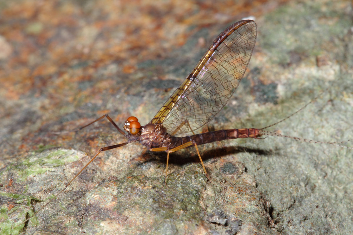 Mayfly (Zephlebia  aff. pirongia) Credit Olly Ball  Steve Pohe Collection.