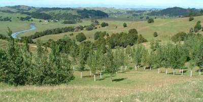 Description: Poplar plantings for land stabilisation. 
