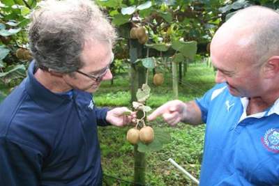 Description: A Northland Regional Council Biosecurity staff member inspects kiwifruit for the PSA pathogen. 