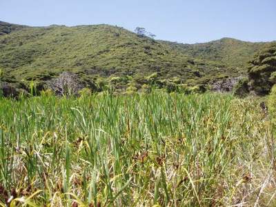 Raupō swamp, Cavalli Islands. 