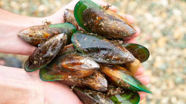 Mussells