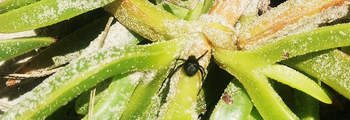 Katipo spider on ice plant in sand dune.