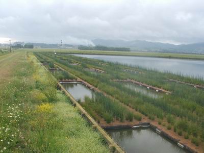 Floating wetlands.