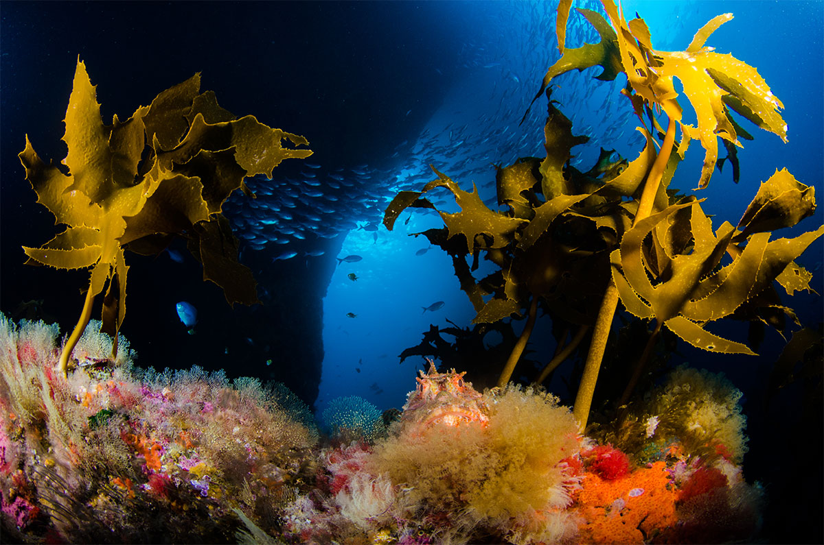 Poor Knights marine life (Photo: SeacologyNZ)